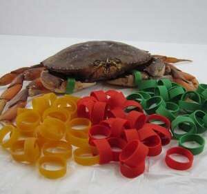crab-rubber-bands-230834