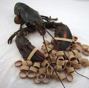 regular-lobster-rubber-bands-260173